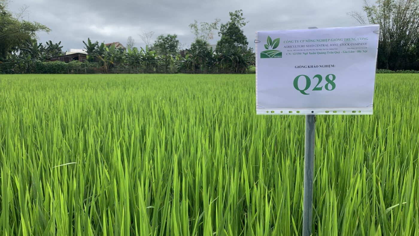 Giống lúa thuần chất lượng cao Q28 1