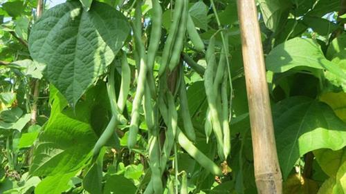 Hướng dẫn gieo trồng giống đậu Cove tứ quý số 8 1