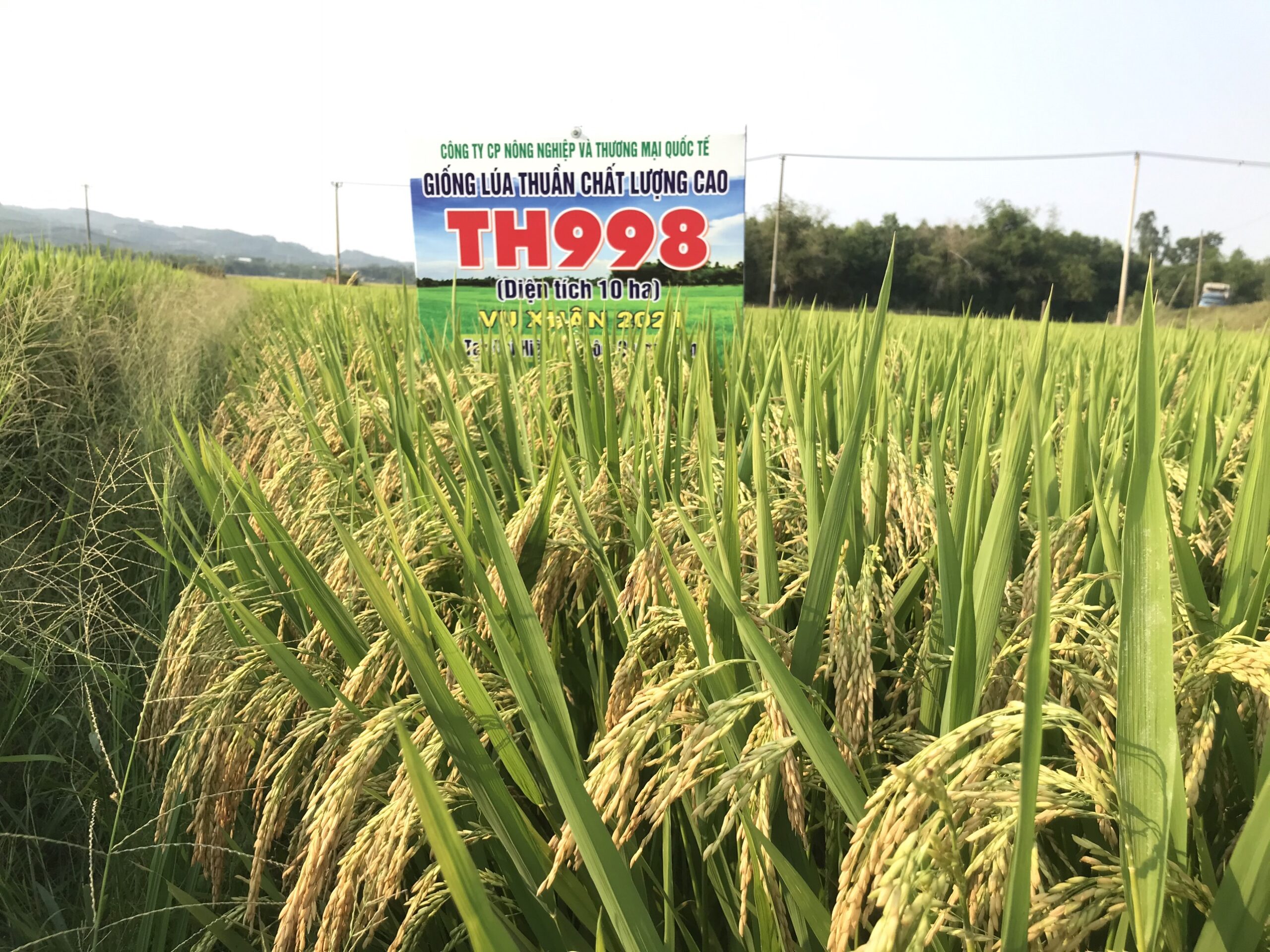 z2452636701739_7d1d4a786154860f3c57ee51a2289da5 TH 998 1