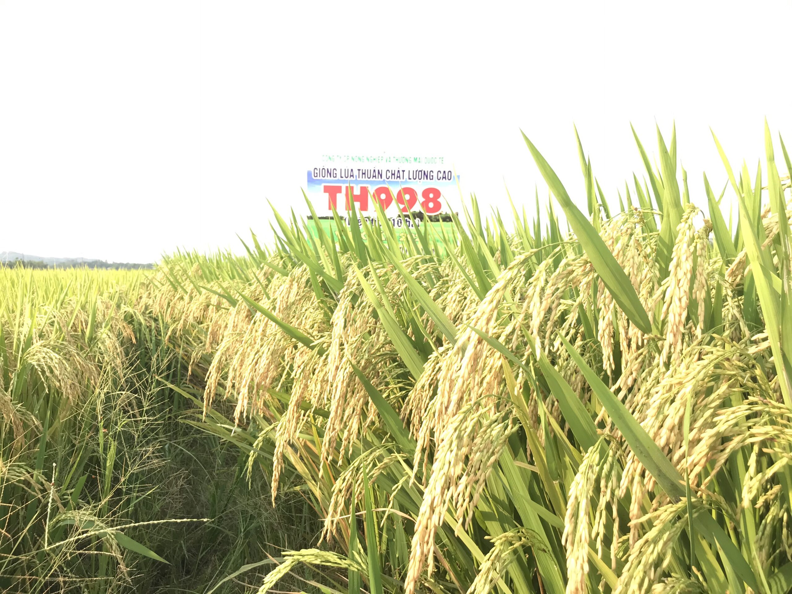 z2452636704939_e731b9c21debc819f4f2df456e2e6861 TH 998 4