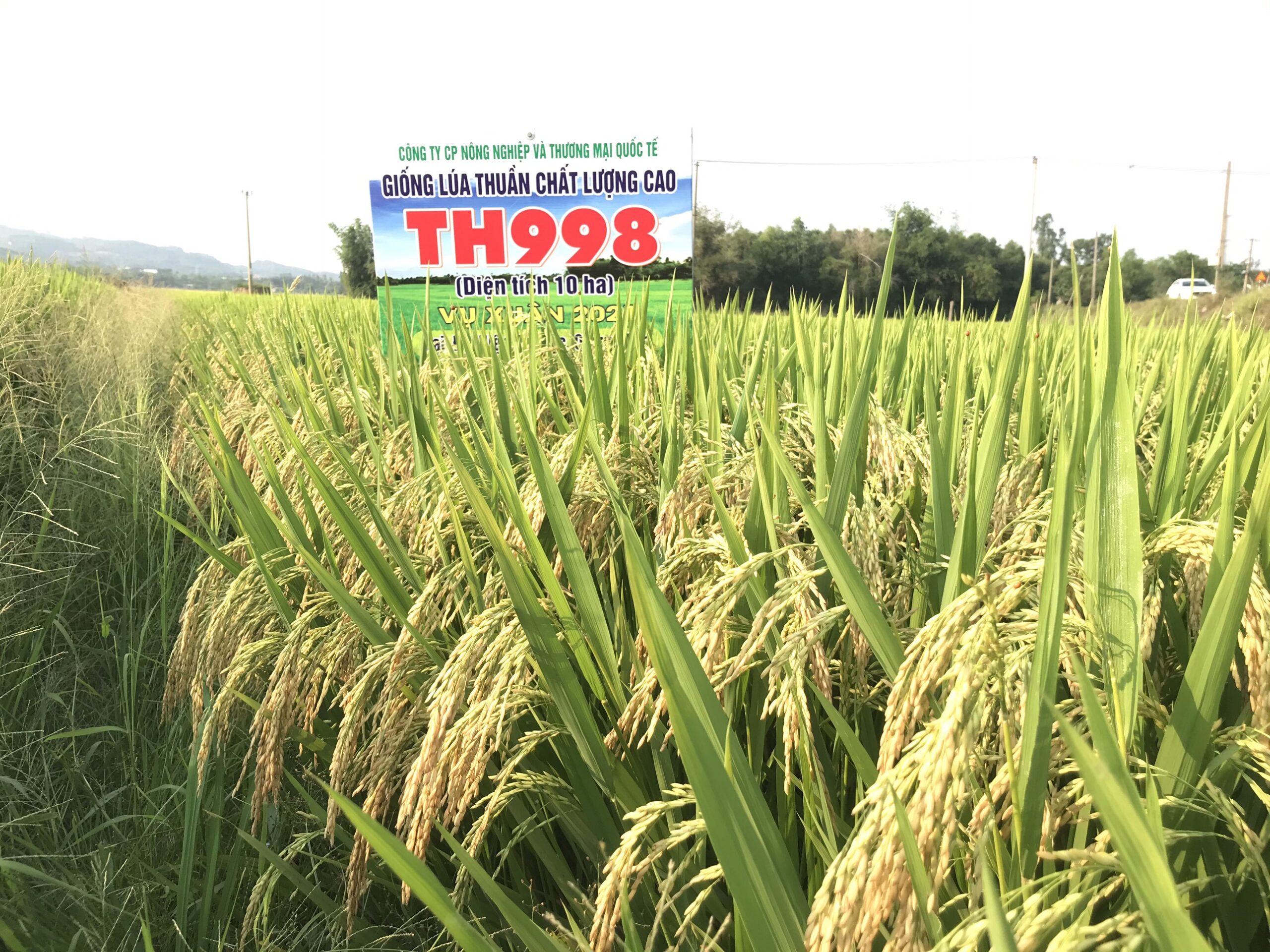 z2452636719847_26cf6677bfabc6880d9cde92c7283b3a TH 998 2